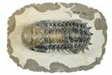 Detailed Crotalocephalina Trilobite - Atchana, Morocco #273069-1